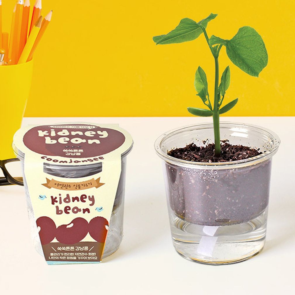 자동급수 저면관수 강낭콩 식물재배기 화분 세트
