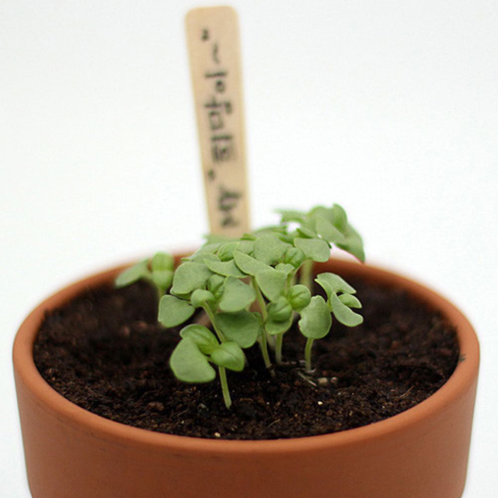 나만의 메시지 스위트바질 씨앗 패키지 5P