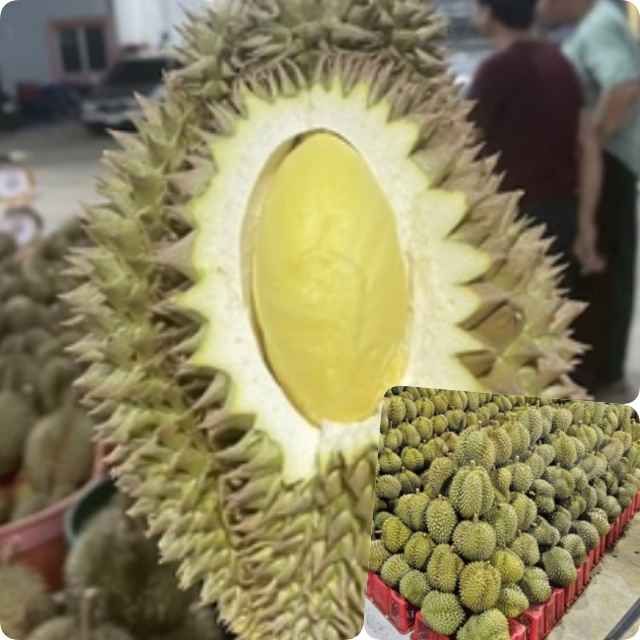 태국산 생두리안 2kg-2.5kg