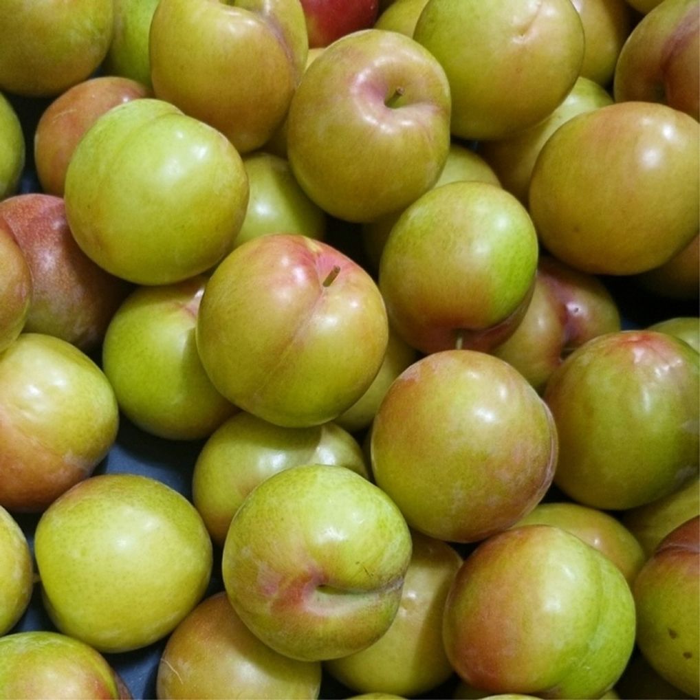 대석 자두 1kg 중
