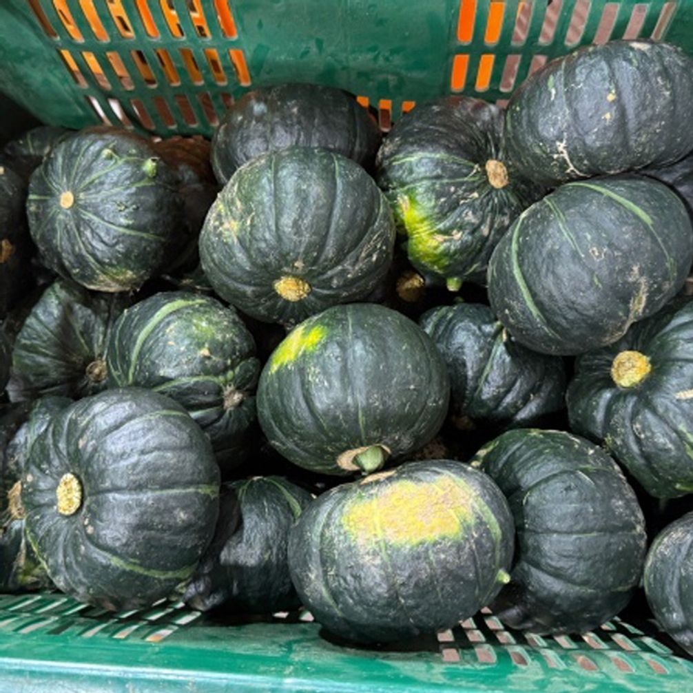 제주 미니 밤호박 단호박 3kg