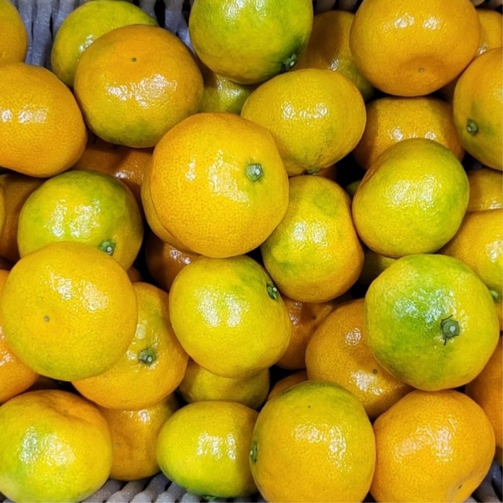 제주 감귤 5kg 소과